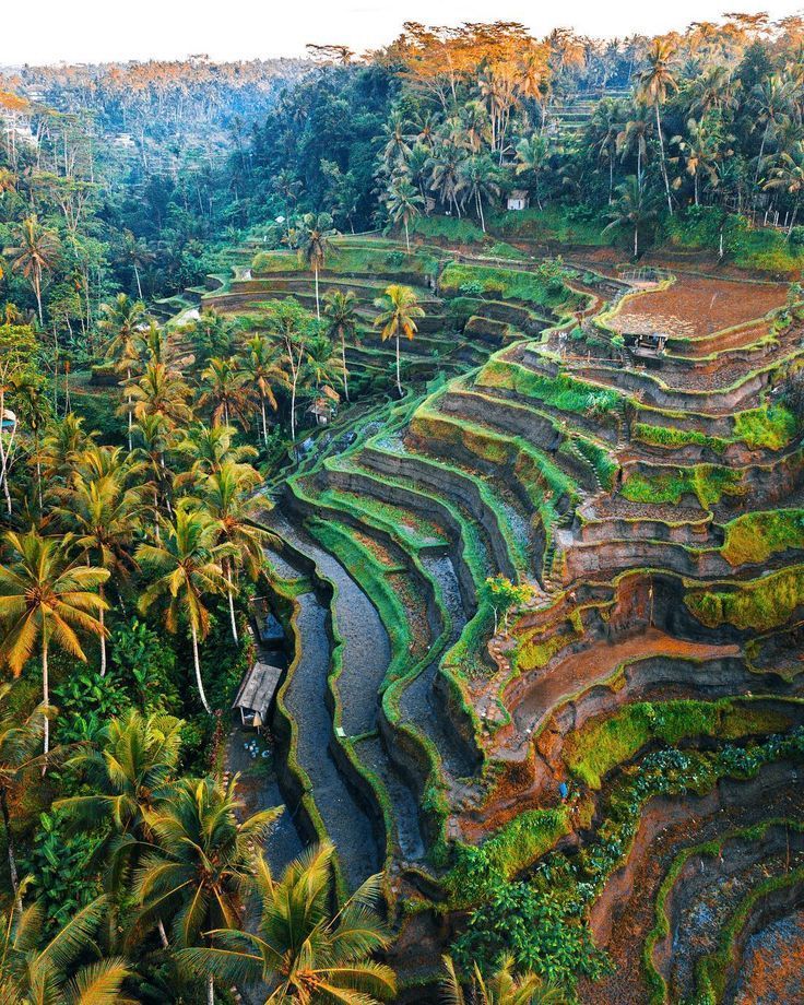 Tegallalang – Kintamani – Monkey Forest
