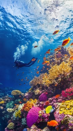 Red Sea Diving Experience & Jeddah Discovery