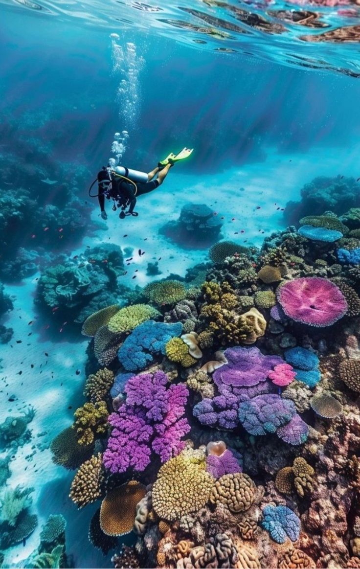 Red Sea Diving Experience & Jeddah Discovery